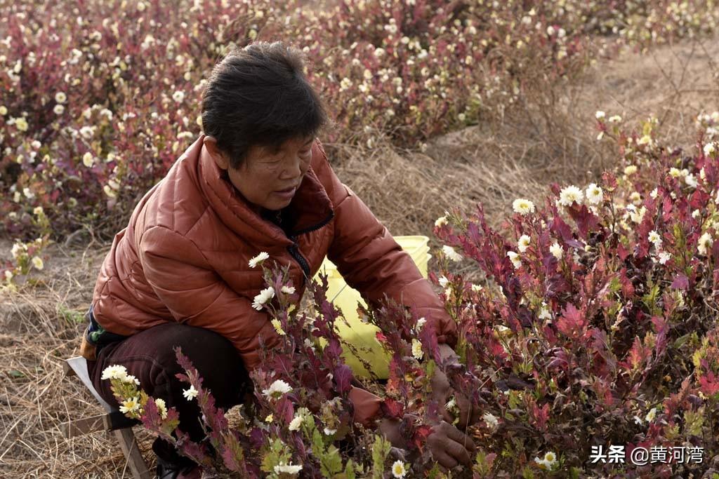 郑州黄河滩地出租，机遇与挑战的并存