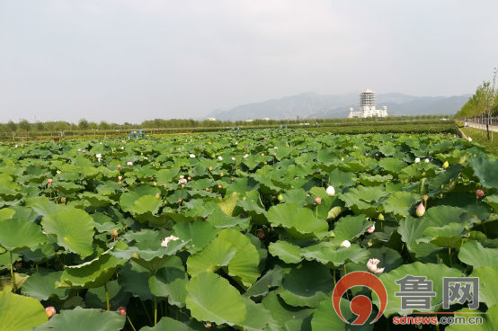 泰安徂汶景区展现自然与文化魅力，最新动态揭秘景区新面貌